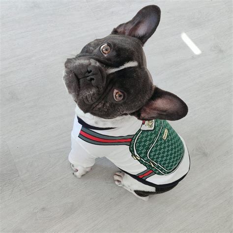 gucci pet black|gucci clothes for dog.